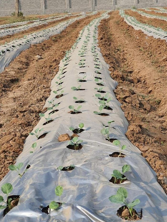 Strawberry farming.