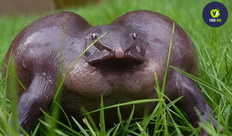 One of the unseen weirdest animals of India, ‘The Purple Frog’ was discovered only 17 years ago!