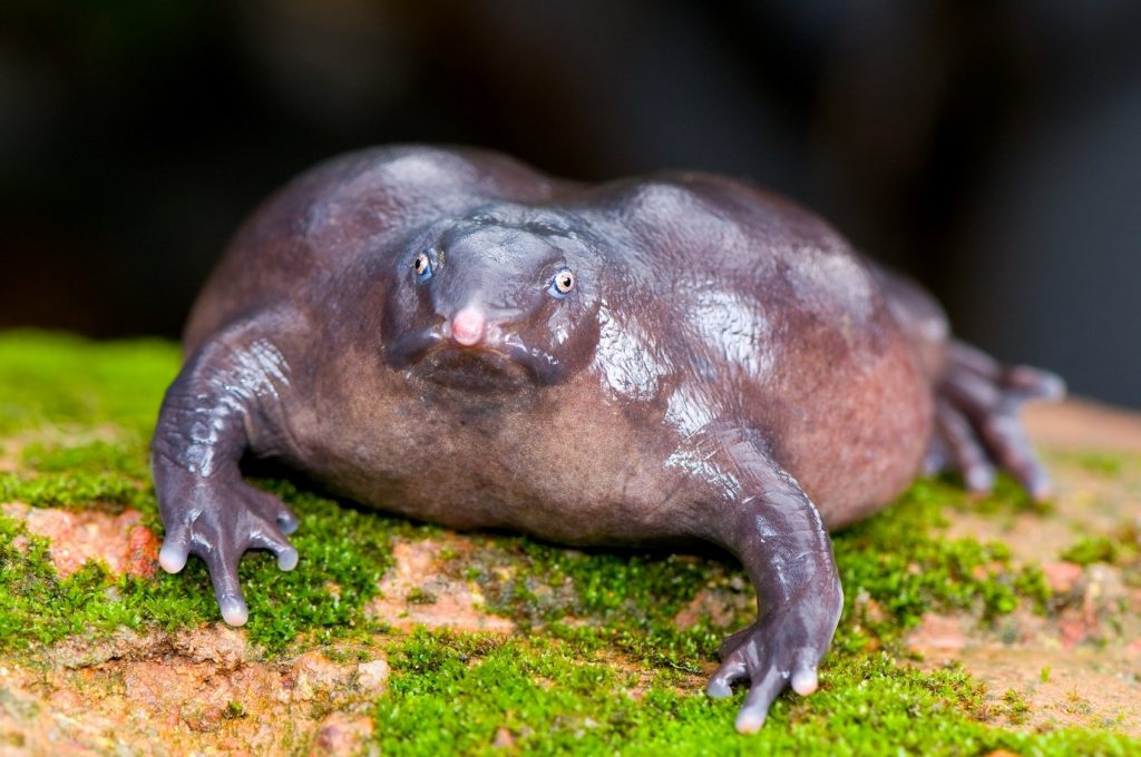 The purple frog was discovered 17 years ago in India and lives in damp, aerated soil.