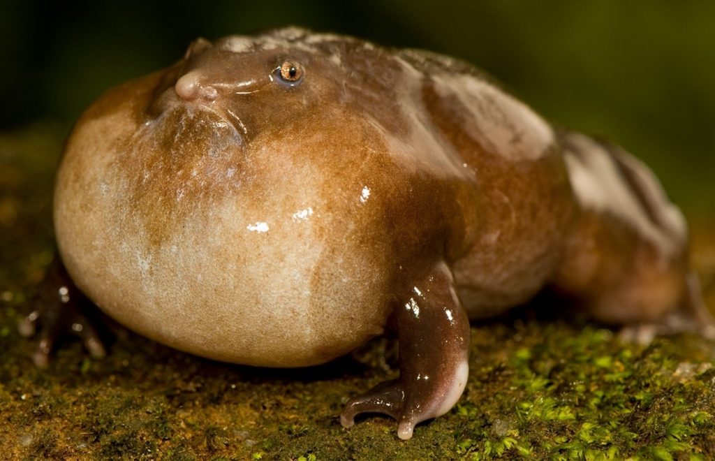 The purple frog was discovered 17 years ago in India and lives in damp, aerated soil.