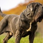 is the 4th in the Top 10 Strongest Dog Breeds.