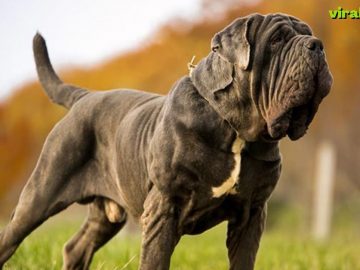 is the 4th in the Top 10 Strongest Dog Breeds.