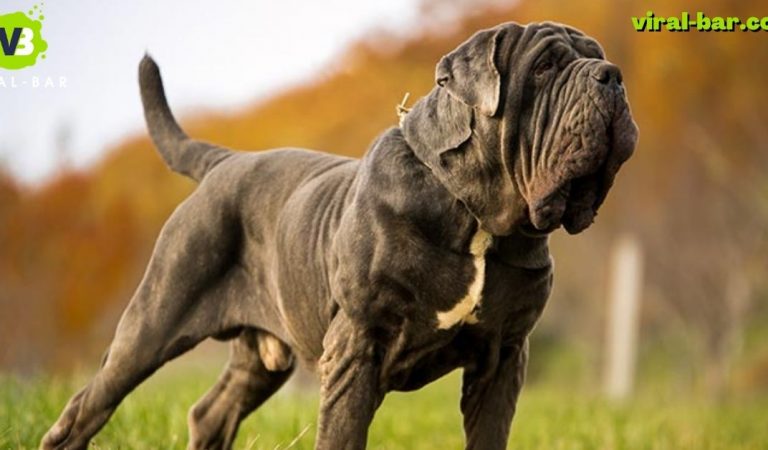 Top 10 Strongest Dog Breeds, you may want to own someday