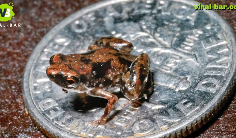 Top 5 Smallest Animals in the world