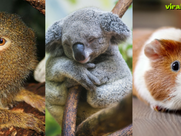 Top 5 cutest animals