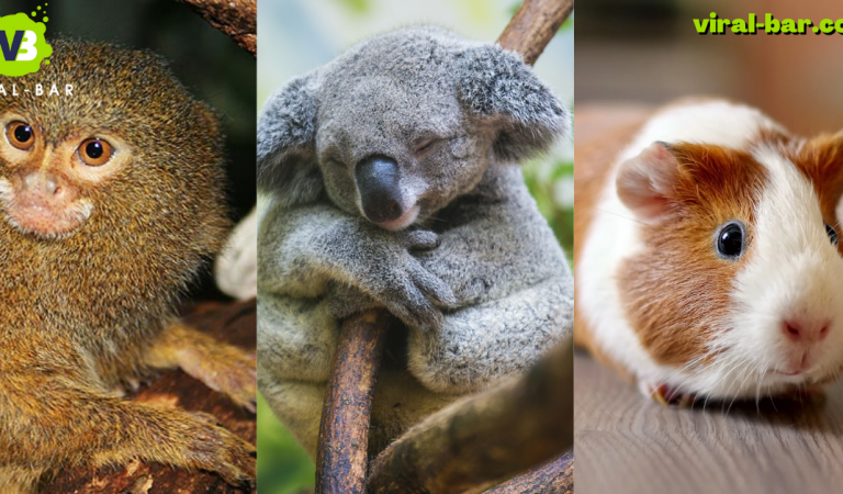 Top 5 Cutest Animals Living on Earth