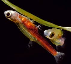 Topic: Paedocypris — Seriously Fish  5 smallest animals